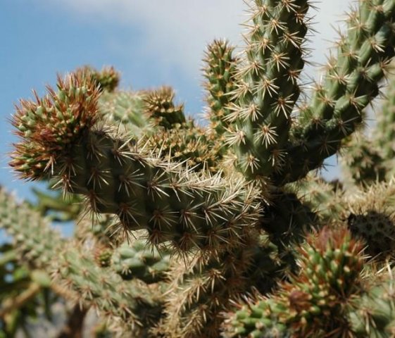 Opuntia_spinosior